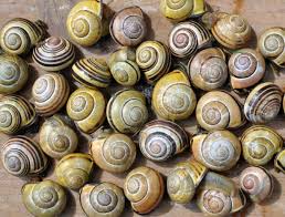 Attēlu rezultāti vaicājumam “Cepaea nemoralis”