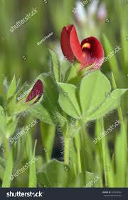 Image result for Lotus tetragonolobus