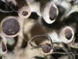 Attēlu rezultāti vaicājumam “Anaptychia ciliaris”