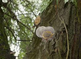 Attēlu rezultāti vaicājumam “Phellinus populicola”