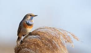 Attēlu rezultāti vaicājumam “Luscinia svecica”