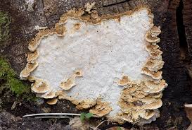 Attēlu rezultāti vaicājumam “Antrodia serialis”