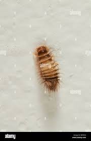 Attēlu rezultāti vaicājumam “Anthrenus sp. larva”