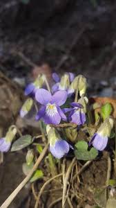 Attēlu rezultāti vaicājumam “Viola collina leaf”