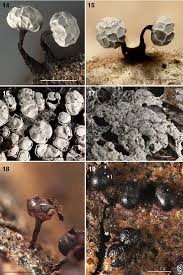 Attēlu rezultāti vaicājumam “Diderma effusum”