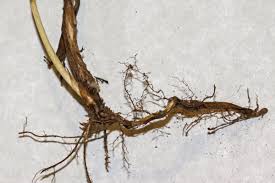 Attēlu rezultāti vaicājumam “Bromopsis inermis fruit”