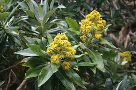 Attēlu rezultāti vaicājumam “Tubifera applanata sessile”