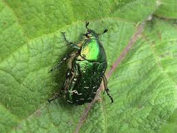 Attēlu rezultāti vaicājumam “Cetonia aurata imago”