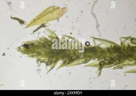 Attēlu rezultāti vaicājumam “Pohlia annotina”