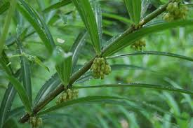 Attēlu rezultāti vaicājumam “Polygonatum verticillatum”