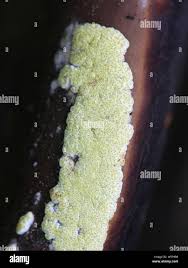 Attēlu rezultāti vaicājumam “Hypocrea pulvinata”