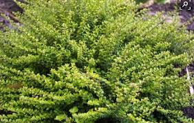 Attēlu rezultāti vaicājumam “Lonicera”