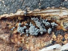 Attēlu rezultāti vaicājumam “Badhamia bethelii”