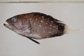 Image result for Hyporthodus niveatus