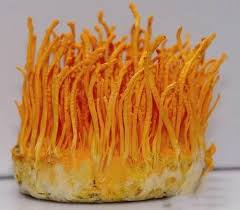 Attēlu rezultāti vaicājumam “Cordyceps militaris”