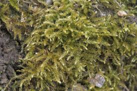 Attēlu rezultāti vaicājumam “Oxyrrhynchium hians var. rigidum”