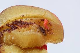 Attēlu rezultāti vaicājumam “Grapholita funebrana larva”