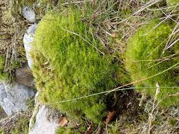 Attēlu rezultāti vaicājumam “| Dicranum”