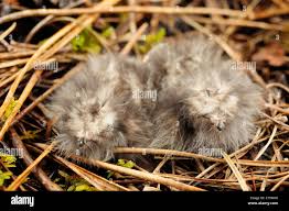 Attēlu rezultāti vaicājumam “Caprimulgus europaeus juvenile”
