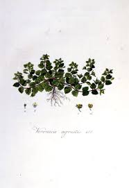 Attēlu rezultāti vaicājumam “Veronica agrestis”