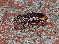 Attēlu rezultāti vaicājumam “Notiophilus biguttatus”