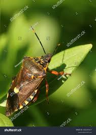 Attēlu rezultāti vaicājumam “Pentatoma rufipes”