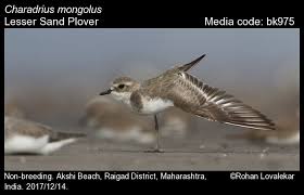 Image result for Charadrius mongolus