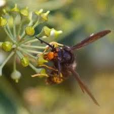 Attēlu rezultāti vaicājumam “Vespidae”