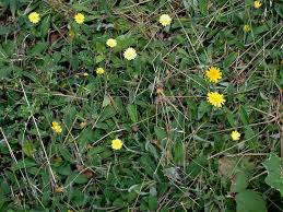 Attēlu rezultāti vaicājumam “Pilosella officinarum bud”