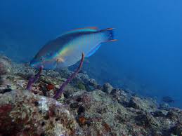 Image result for Scarus taeniopterus