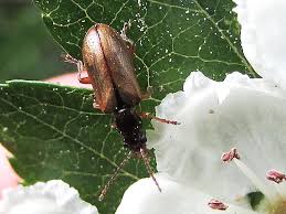 Attēlu rezultāti vaicājumam “Orsodacne cerasi”