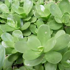 Attēlu rezultāti vaicājumam “Senecio”