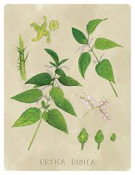 Attēlu rezultāti vaicājumam “Urtica dioica fruit”