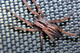 Attēlu rezultāti vaicājumam “Miturgidae”