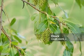 Attēlu rezultāti vaicājumam “Salix pentandra leaf”