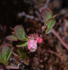 Attēlu rezultāti vaicājumam “Trichophorum alpinum fruit”