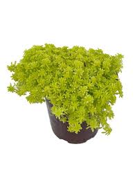 Attēlu rezultāti vaicājumam “Sedum hispanicum fruit”