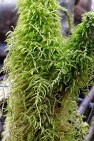 Attēlu rezultāti vaicājumam “Sciuro-hypnum curtum sporophyte”