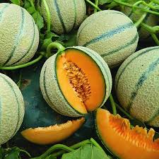 Image result for Melone