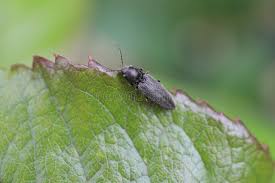 Attēlu rezultāti vaicājumam “Hemicrepidius sp.”