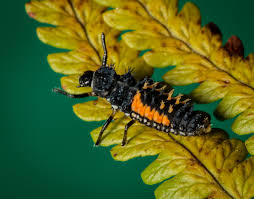 Attēlu rezultāti vaicājumam “Calvia decemguttata larva”