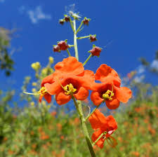 Image result for Alonsoa linearis