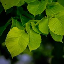 Attēlu rezultāti vaicājumam “Ulmus glabra leaf”