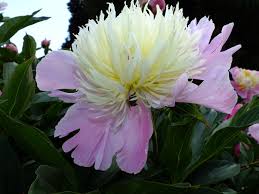 Attēlu rezultāti vaicājumam “Paeonia lactiflora”