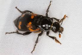 Attēlu rezultāti vaicājumam “Nicrophorus investigator imago”