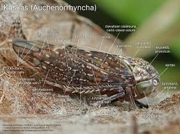 Attēlu rezultāti vaicājumam “Auchenorrhyncha”