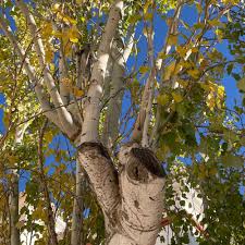 Attēlu rezultāti vaicājumam “Populus x canescens leaf”