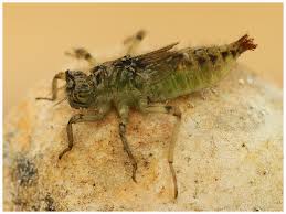 Attēlu rezultāti vaicājumam “Orthetrum cancellatum”