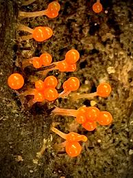 Attēlu rezultāti vaicājumam “Hemitrichia calyculata”