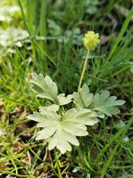 Attēlu rezultāti vaicājumam “Adoxa moschatellina”
